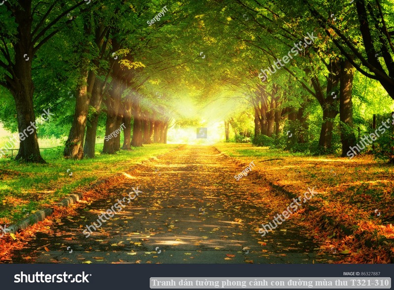 Tranh dán tường phong cảnh con đường mùa thu T321-310